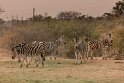 044 Tshukudu Private Game Reserve, zebra's